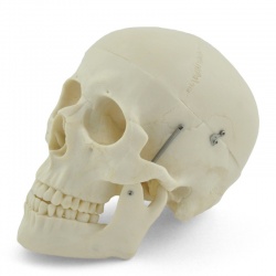 Lifesize Human Skull Model