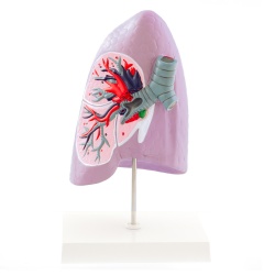 Lifesize Right Human Lung Model