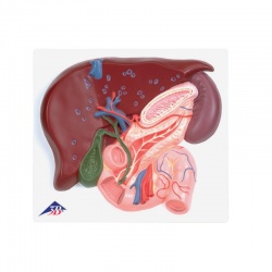 Liver Model with Gall Bladder, Pancreas and Duodenum