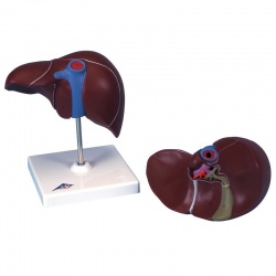 Liver Model with Gall Bladder