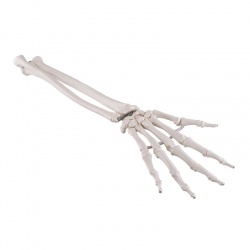 Loosely Mounted Hand Skeleton with Ulna Radius