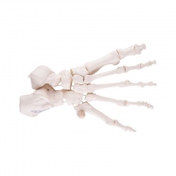 Loosely Threaded Foot Skeleton