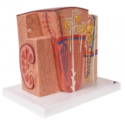 MICROanatomy Kidney Model