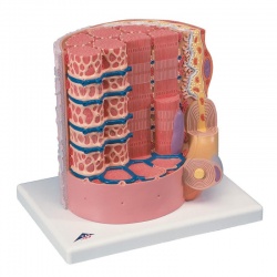 MICROanatomy Muscle Fibre Model