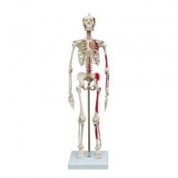 Rudiger Mini Human Skeleton Model with Muscle Painting