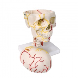 Neurovascular Human Skull Model