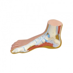 Normal, Hollow and Flat Foot Structure Model