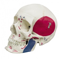 Rudiger Special Anatomical Skull Model with Muscle Painting
