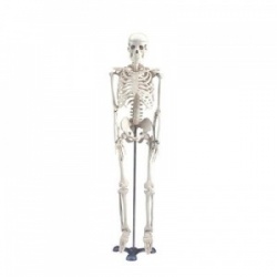 Anatomical Miniature Skeleton Model