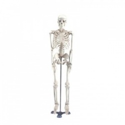 Anatomical Miniature Skeleton Model