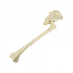 Pelvis with Femur Orthobone