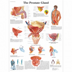 Prostate Gland Chart