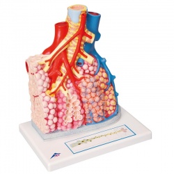 Pulmonary Lobule with Surrounding Blood Vessels Model
