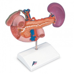 Rear Organs of Upper Abdomen Model