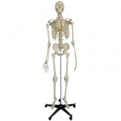 Rudiger Heavy-Duty Life-Size Anatomical Skeleton Model