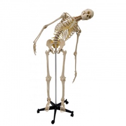 Rudiger Life-Size Flexible Anatomical Skeleton Model