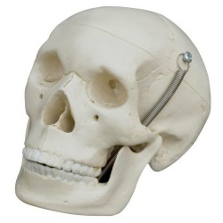 Rudiger Mini Human Skull Model