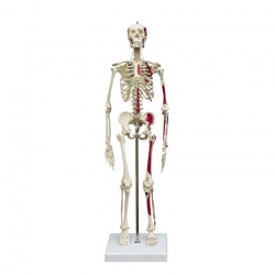 Rudiger Mini Human Skeleton Model with Flexible Spine and Muscle Painting