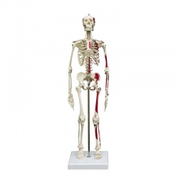 Rudiger Mini Human Skeleton Model with Flexible Spine and Muscle Painting