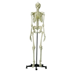 Rudiger Life-Size Female Anatomical Skeleton Model