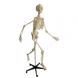 Rudiger Anatomic Physiological Skeleton Model