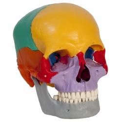 Rudiger Coloured Dissectible Anatomical Skull Model