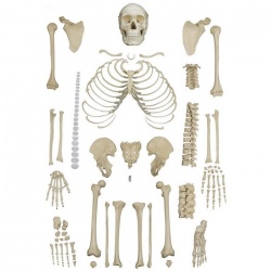 Rudiger Disarticulated Anatomical Skeleton Model with 4-Part Skull