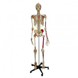 Rudiger Super-Duper Life-Size Anatomical Skeleton Model