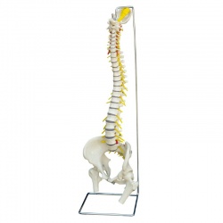 Rudiger Flexible Life-Size Anatomical Spine Model with Female Pelvis