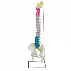 Rudiger Flexible Life-Size Coloured Anatomical Spine Model