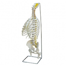 Rudiger Flexible Life-Size Anatomical Spine Model with Thorax