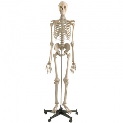 Rudiger Life-Size Anatomical Skeleton Model with Stand