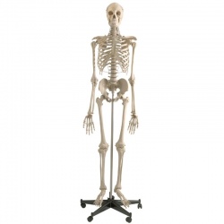 Rudiger Life-Size Anatomical Skeleton Model with Stand