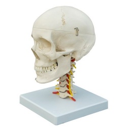 Rudiger Anatomical Skull Model on Cervical Vertebrae