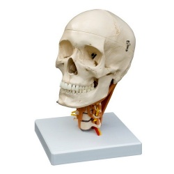 Rudiger Anatomical Skull Model with Cervical Vertebrae