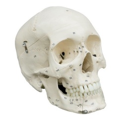 Rudiger Anatomical Skull Model with Numbers