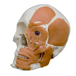 Rudiger Anatomical Skull Model with Muscles