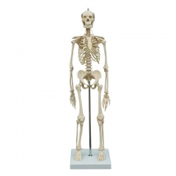 Rudiger Mini Human Skeleton Model