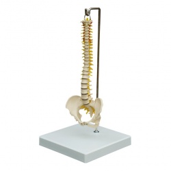 Rudiger Mini Human Spine Model