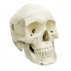 Rudiger Anatomical Skull Model