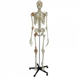 Rudiger Life-Size Anatomical Skeleton Model with 4 Ligaments