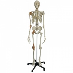 Rudiger Life-Size Anatomical Skeleton Model with 6 Ligaments