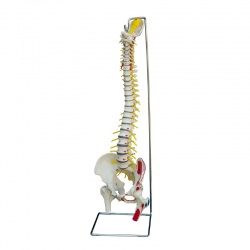 Rudiger Life-Size Anatomical Spine Model with Muscle Painting