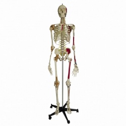 Rudiger Flexible Super Anatomical Skeleton Model with Ligaments and Muscles