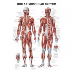 Rudiger Human Muscular System Anatomy Poster