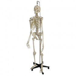 Hanging Stand for the Rudiger Human Skeleton Model Life Size