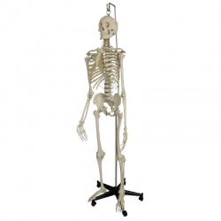 Rudiger Life-Size Anatomical Skeleton Model with Hanging Stand