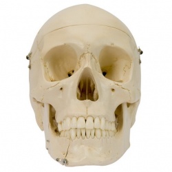 Rudiger Structure Coloured Anatomical Skull Model