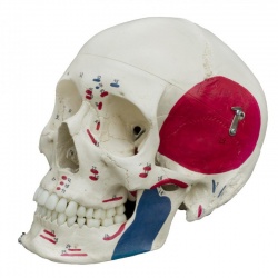 Rudiger Painted Anatomical Skull Model