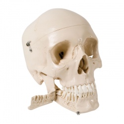 3B Scientific GmbH Skull Model with Teeth for Extraction (4-Part)
